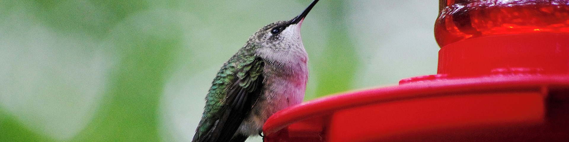 This guy had loaded up one so much nectar he could hardly take-off!