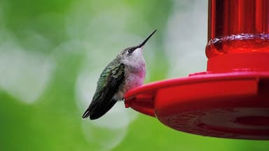 This guy had loaded up one so much nectar he could hardly take-off!