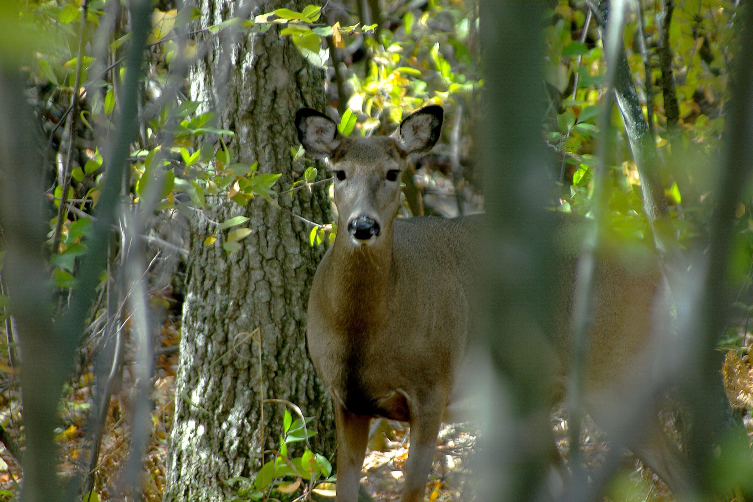 Visiting some friends at their cottage which is situated back in the woods.  While sitting on the deck this whitetail deer popped in to see what was going on.