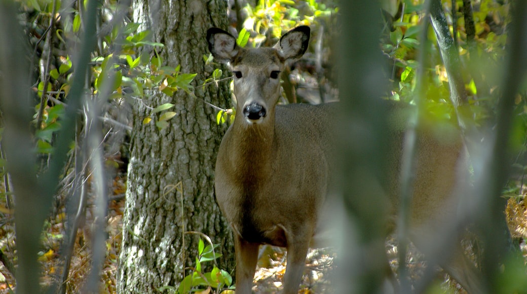 Visiting some friends at their cottage which is situated back in the woods. While sitting on the deck this whitetail deer popped in to see what was going on.
