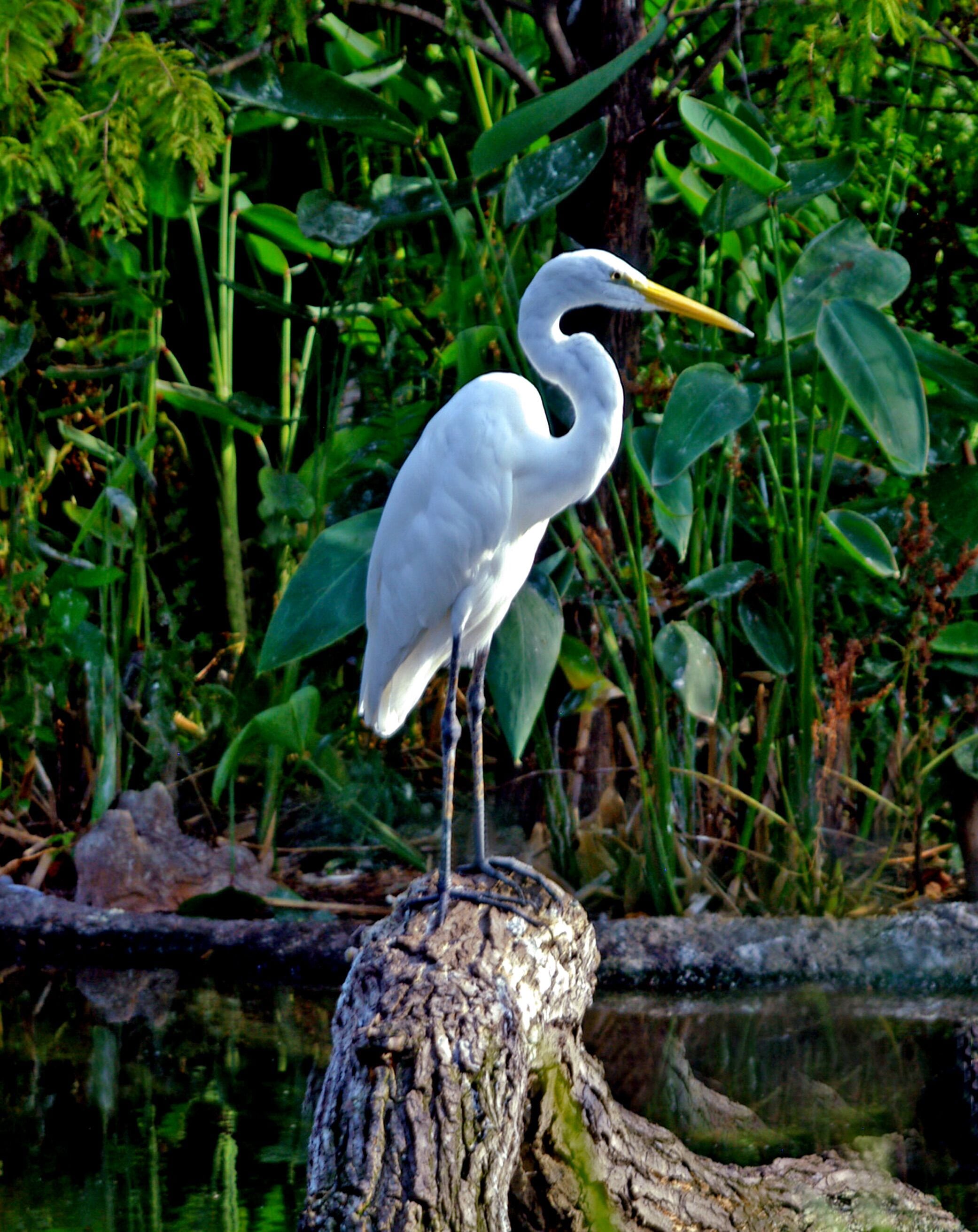 Living statue. It never moved a muscle the entire time I watched it.