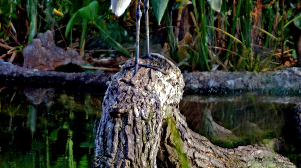 Living statue. It never moved a muscle the entire time I watched it.