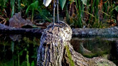 Living statue. It never moved a muscle the entire time I watched it.