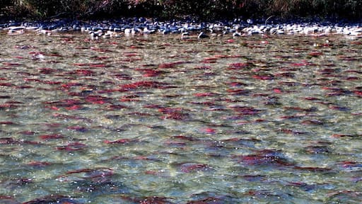 Watching the Adams River turn red with the spawning salmon in BC, Canada.