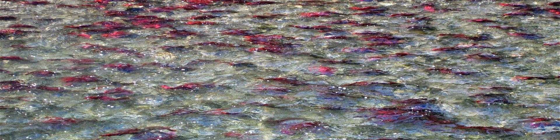 Watching the Adams River turn red with the spawning salmon in BC, Canada.