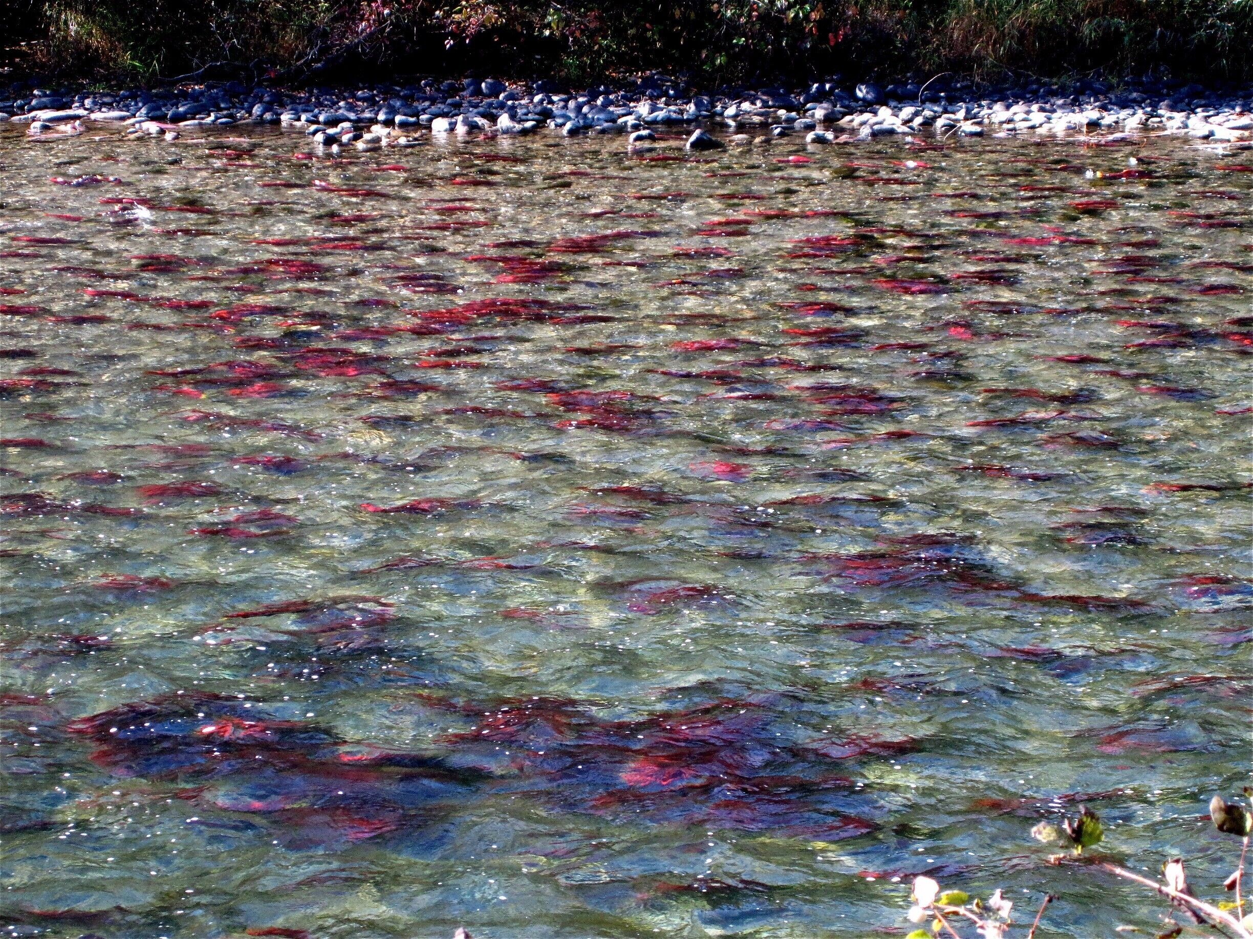 A river with clear water and fish swimming.