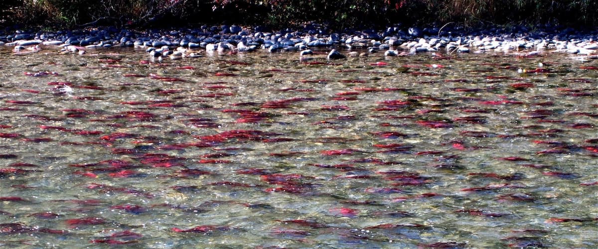 A river with clear water and fish swimming.