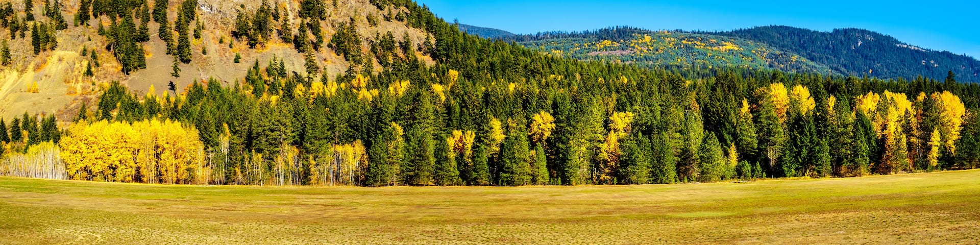 Fall colors north of the town of Boston Bar along the Fraser Canyon route of the Trans Canada Highway, Highway 1, in British Columbia Canada