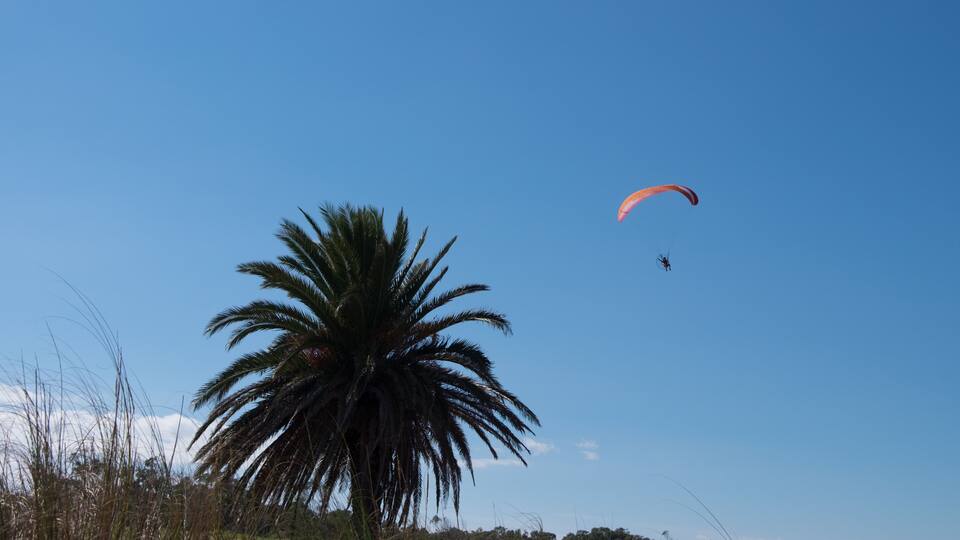 A clear blue sky, a large palm tree, and a paraglider in flight.
