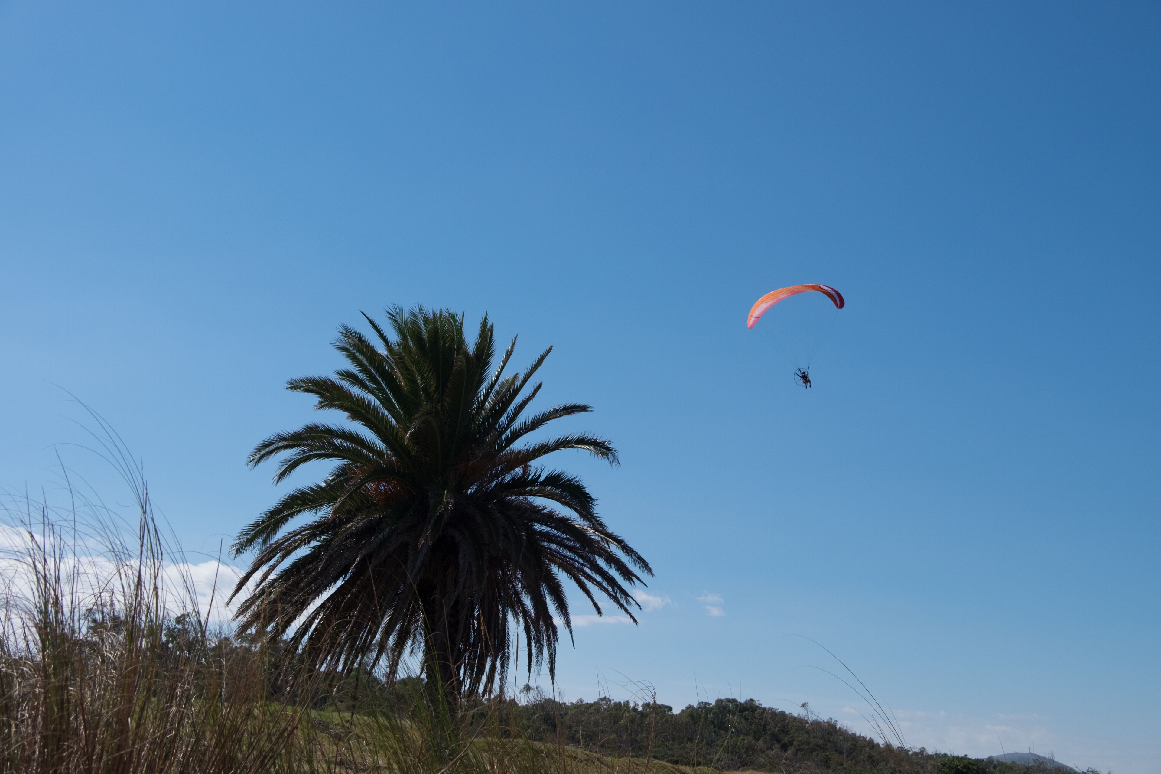 A clear blue sky, a large palm tree, and a paraglider in flight.