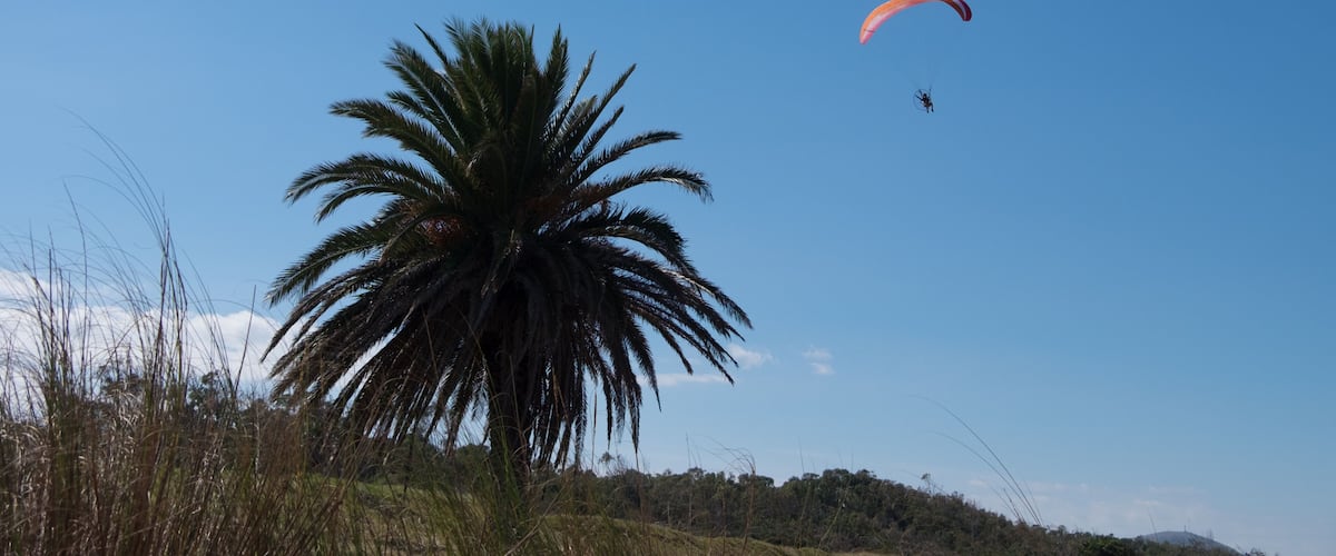 A clear blue sky, a large palm tree, and a paraglider in flight.