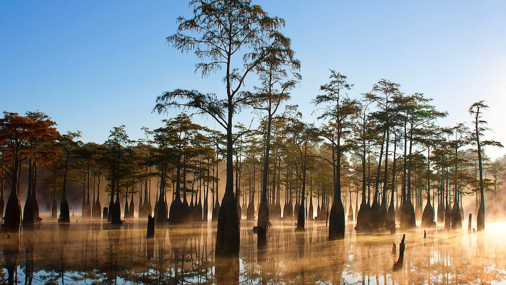 George L. Smith State Park, Twin City, GA: Early morning mist glows orange as it lies low over lake filled with cypress trees at sunrise
