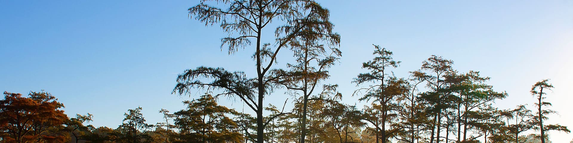 George L. Smith State Park, Twin City, GA: Early morning mist glows orange as it lies low over lake filled with cypress trees at sunrise