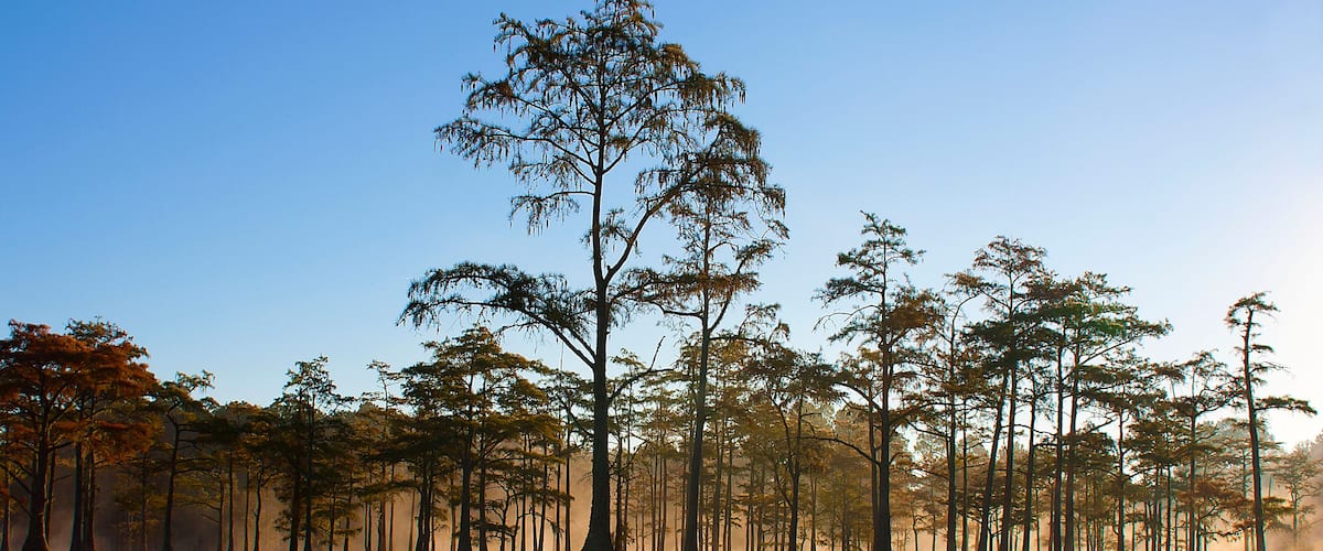 George L. Smith State Park, Twin City, GA: Early morning mist glows orange as it lies low over lake filled with cypress trees at sunrise