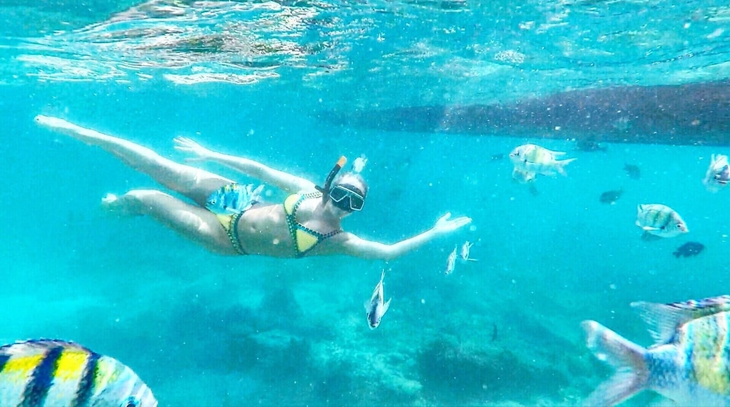 Snorkeling with lots of different fish in a bay off of Phi Phi Ley