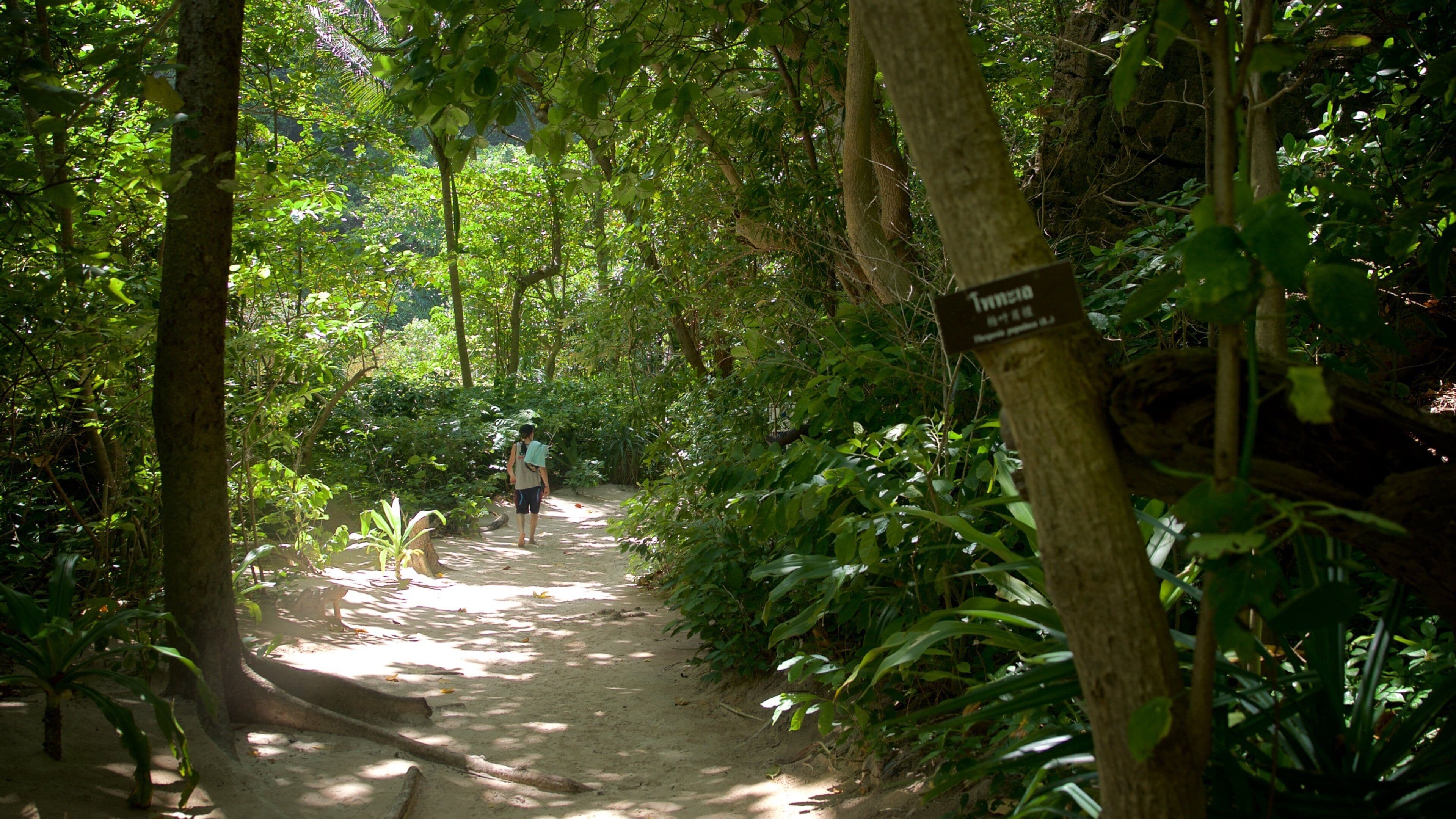 Maya-bukten som viser park og skog i tillegg til en mann