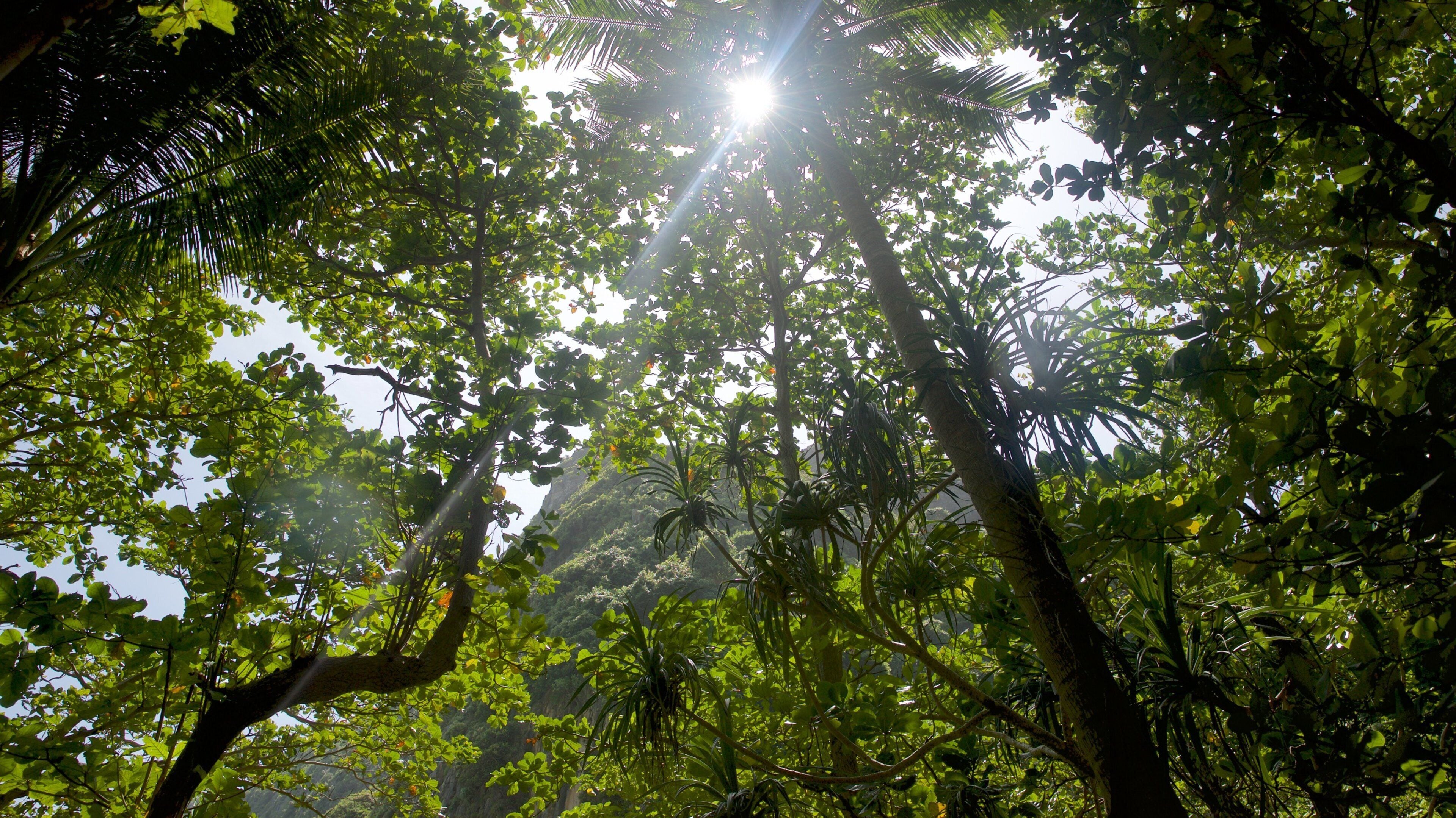 Maya Bay which includes forest scenes