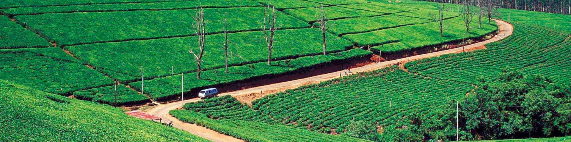 Magoebaskloof showing landscape views and farmland