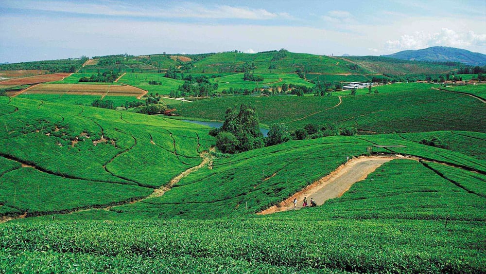 A lush green tea plantation with terraced fields and a winding road.