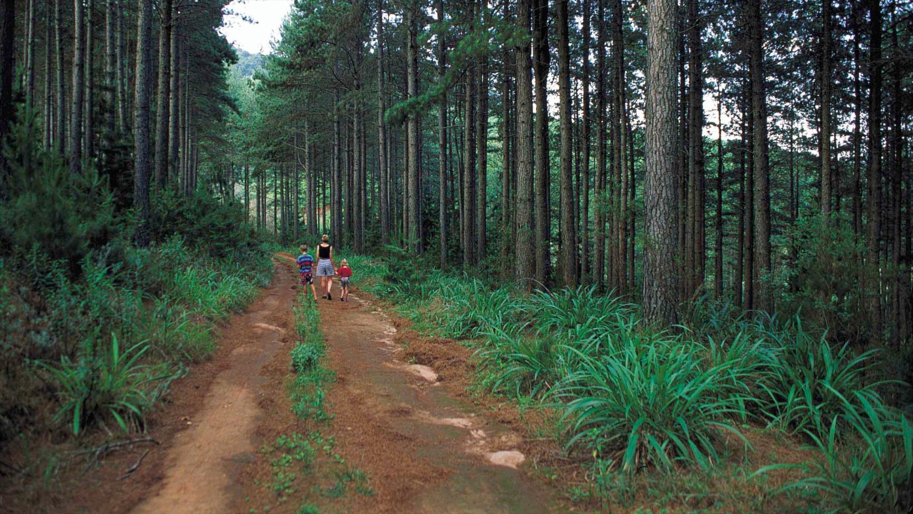 Magoebaskloof which includes hiking or walking, landscape views and forests