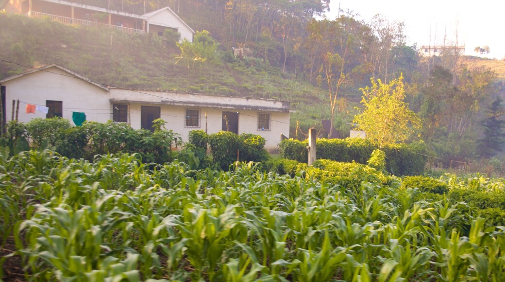 Coban which includes farmland