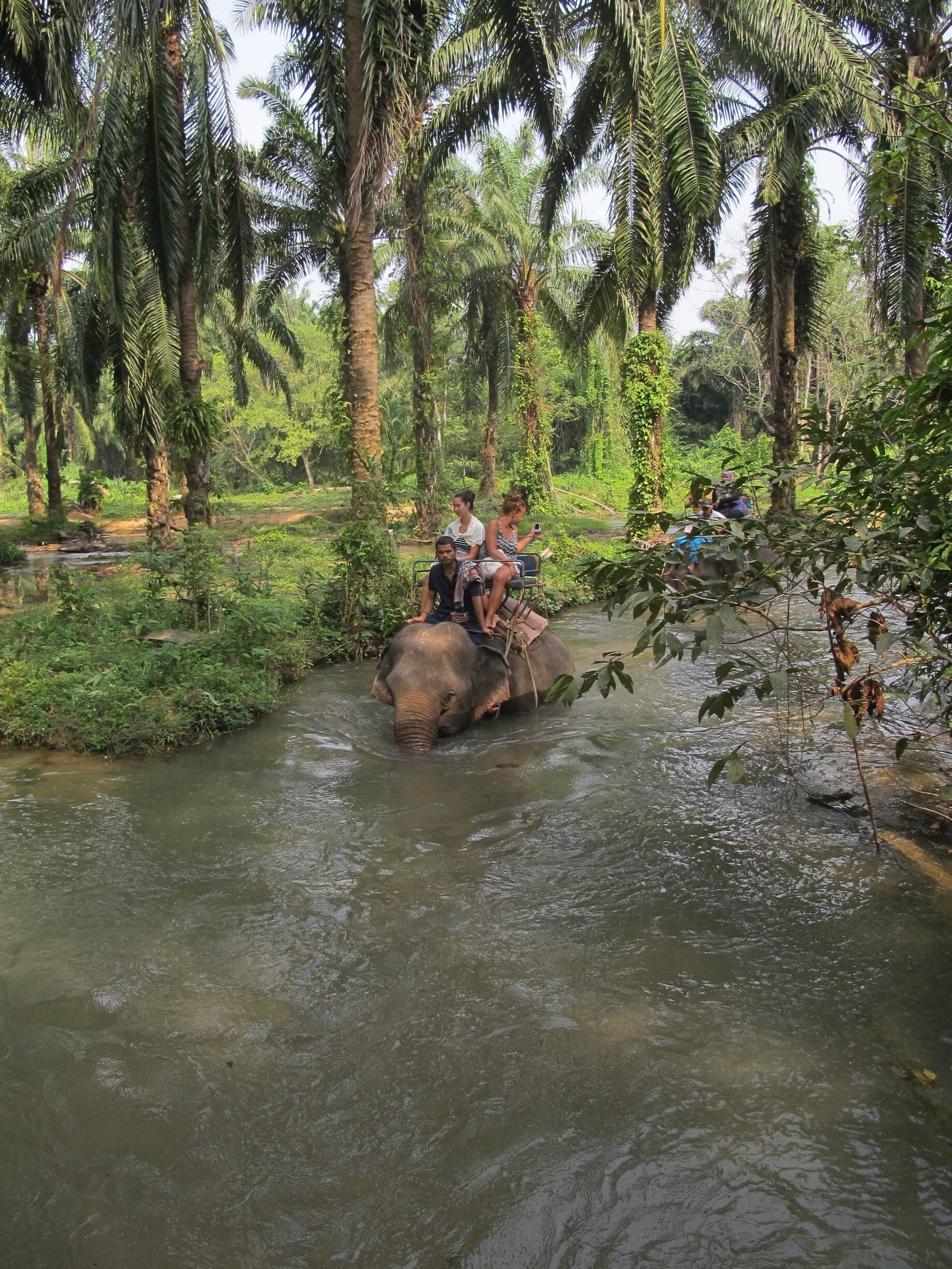 One beautiful park to be visited elephant, forest,waterfall