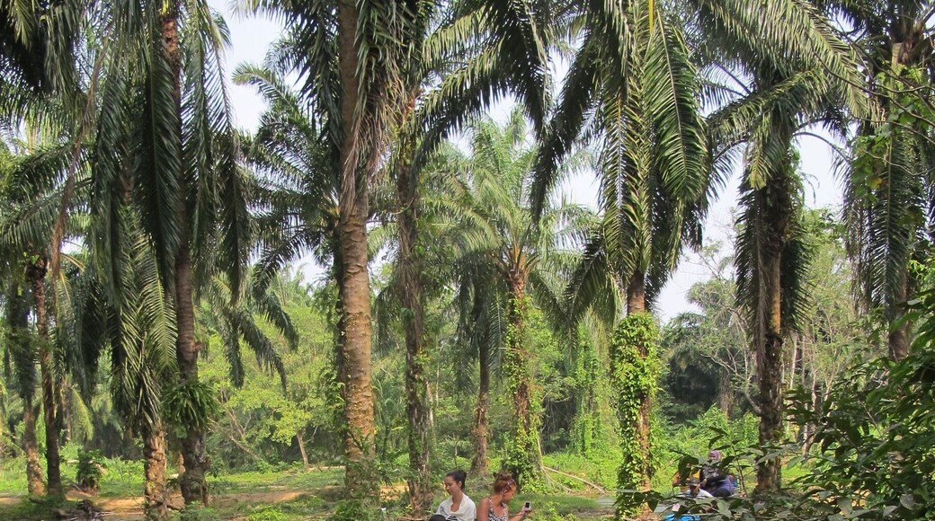 One beautiful park to be visited elephant, forest,waterfall