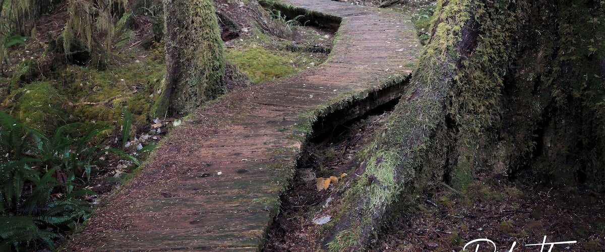 Absolutely beautiful old growth forest on Vancouver Island
Video Link Below
👇👇👇👇👇👇
https://youtu.be/cYMySrZgE0w
#hiking
#Canada
#VancouverIsland
#BritishColumbia