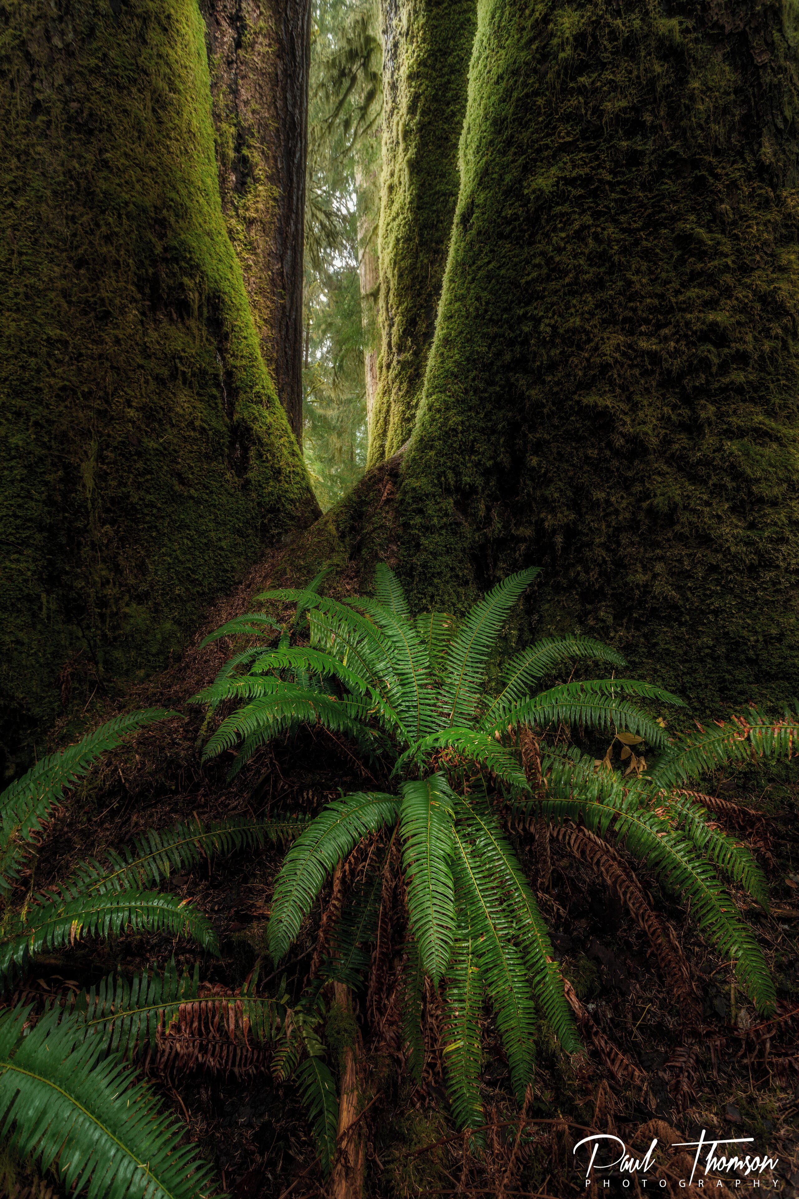 Absolutely beautiful old growth forest on Vancouver Island
Video Link Below
👇👇👇👇👇👇
https://youtu.be/cYMySrZgE0w

#hiking
#Canada
#VancouverIsland
#BritishColumbia