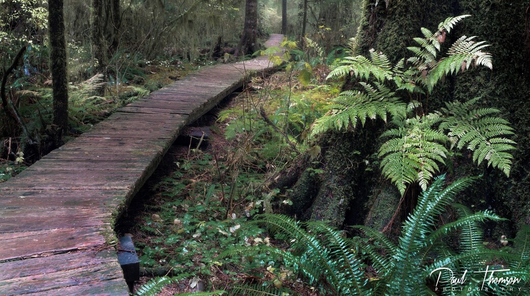 Absolutely beautiful old growth forest on Vancouver Island
Video Link Below
👇👇👇👇👇👇
https://youtu.be/cYMySrZgE0w
#hiking
#Canada
#VancouverIsland
#BritishColumbia
