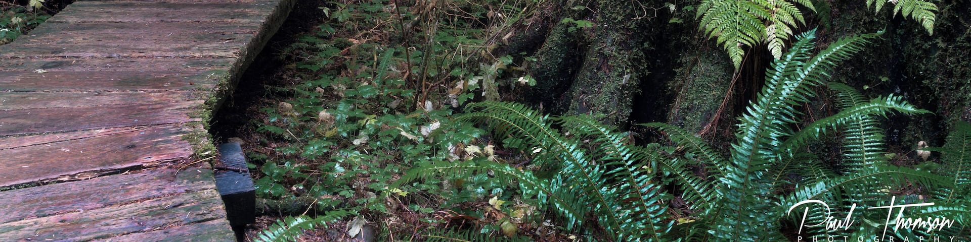 Absolutely beautiful old growth forest on Vancouver Island
Video Link Below
đđđđđđ
https://youtu.be/cYMySrZgE0w
#hiking
#Canada
#VancouverIsland
#BritishColumbia