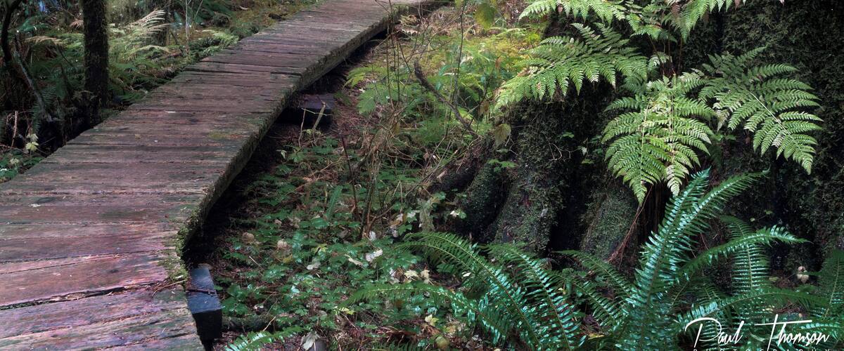 A wooden boardwalk winding through a dense forest with ferns and moss-covered trees.