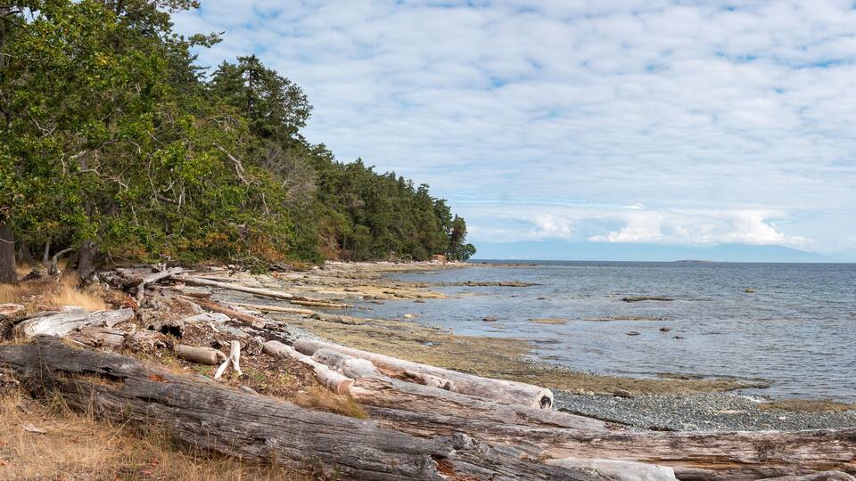 A coastal landscape with a forested area, a rocky shoreline, and a calm sea.