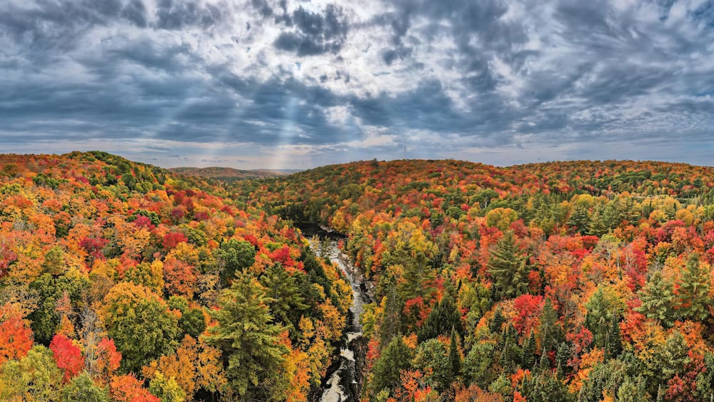A forest with autumn foliage and a river.