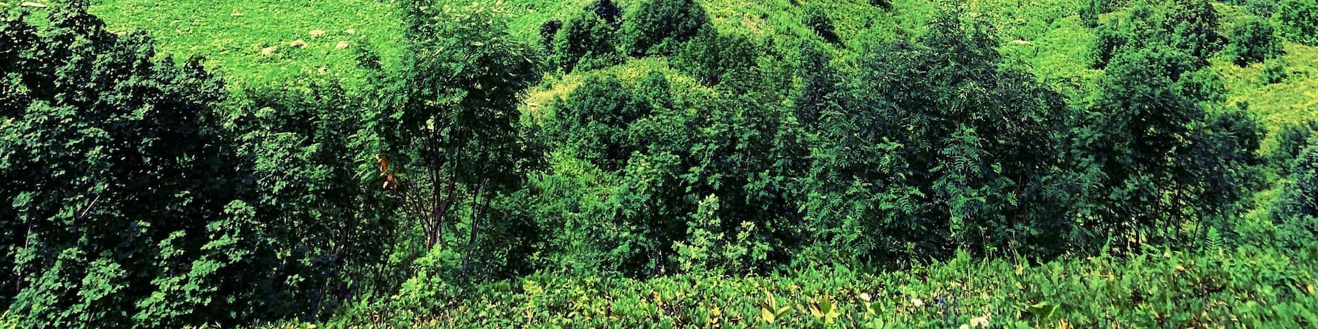 Visiting Russia spend at least one day at the mountains! It is situated not far from Sochi city and calls Krasnaya Polyana, a perfect city inside the mountains with a lot hiking routs in summer and ski roads in winter!
#russia #sochi #hiking #krasnayapolyana #mountains #gorkigorod #summer #сочи #россия #горы