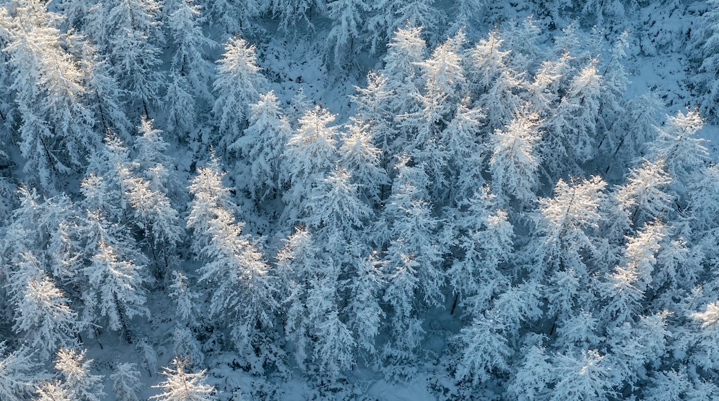 Amazing morning winter forest landscape. Aerial view of snow-covered larch trees. The tops of the trees are illuminated at sunrise. Cold snowy weather. Northern nature. Wide panoramic background.