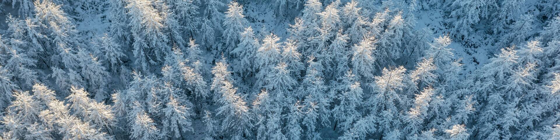 Amazing morning winter forest landscape. Aerial view of snow-covered larch trees. The tops of the trees are illuminated at sunrise. Cold snowy weather. Northern nature. Wide panoramic background.