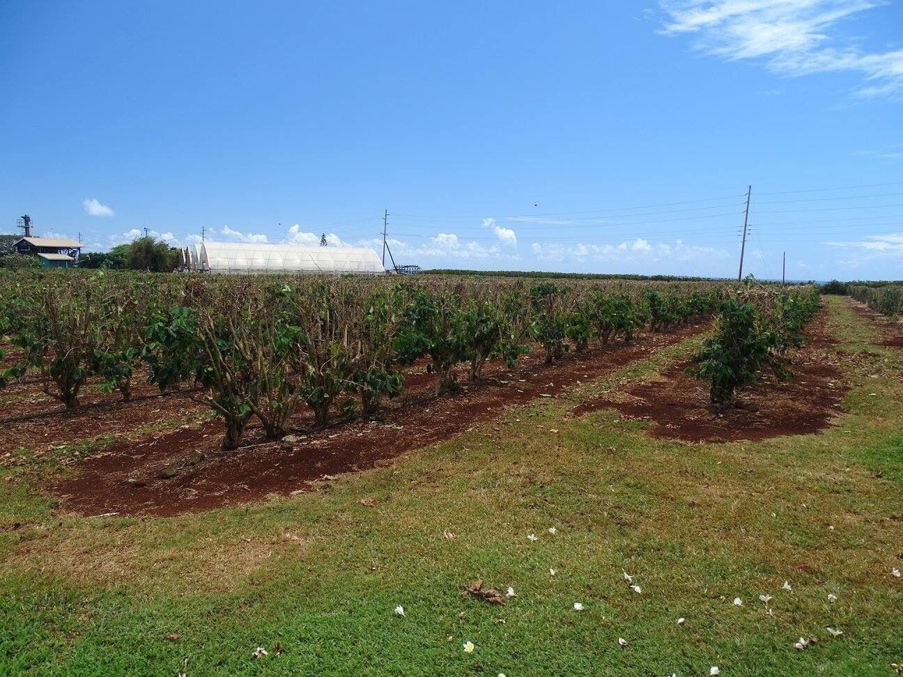 #Holiday #Vacation #Honeymoon #USA #America #Travel #Trip #Cruise #Hawaii #HawaiianIslands #Island #Paradise #Kauai #Coffee #Plantation