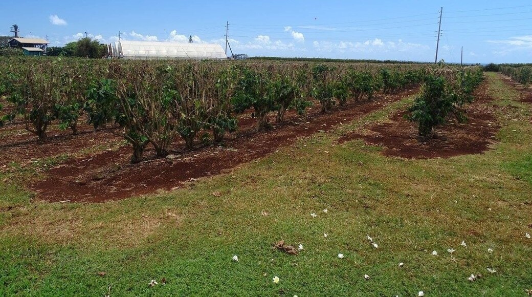 #Holiday #Vacation #Honeymoon #USA #America #Travel #Trip #Cruise #Hawaii #HawaiianIslands #Island #Paradise #Kauai #Coffee #Plantation