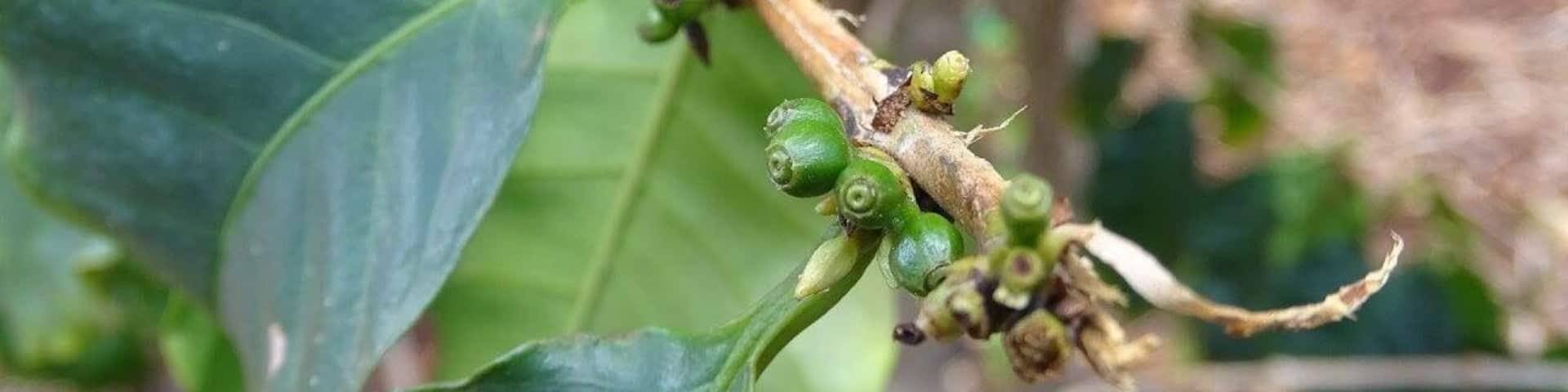 #Holiday #Vacation #Honeymoon #USA #America #Travel #Trip #Cruise #Hawaii #HawaiianIslands #Island #Paradise #Kauai #Coffee #Plantation