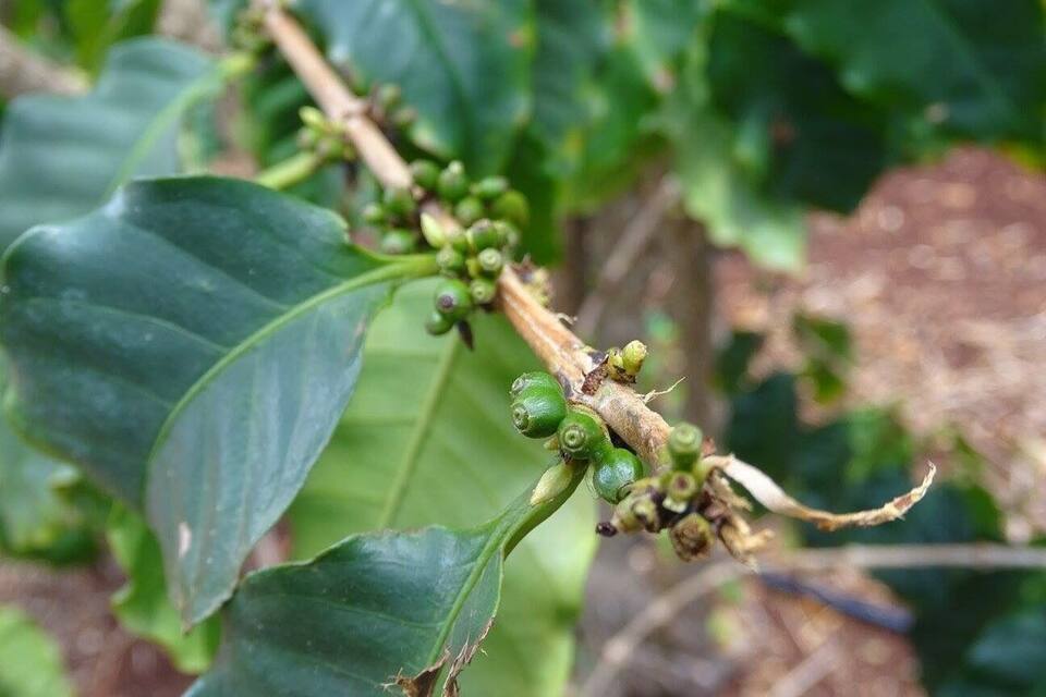 A coffee plant with green coffee cherries and leaves.