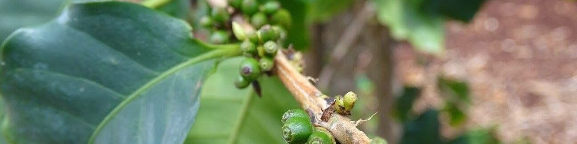 #Holiday #Vacation #Honeymoon #USA #America #Travel #Trip #Cruise #Hawaii #HawaiianIslands #Island #Paradise #Kauai #Coffee #Plantation