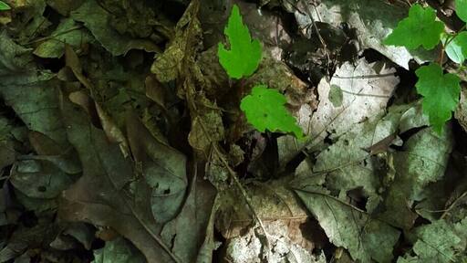 Fungi #hiking #optoutside