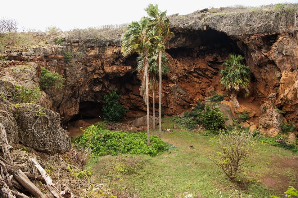 Un penya-segada rocosa amb una palmera en primer pla i una obertura de cova al fons.