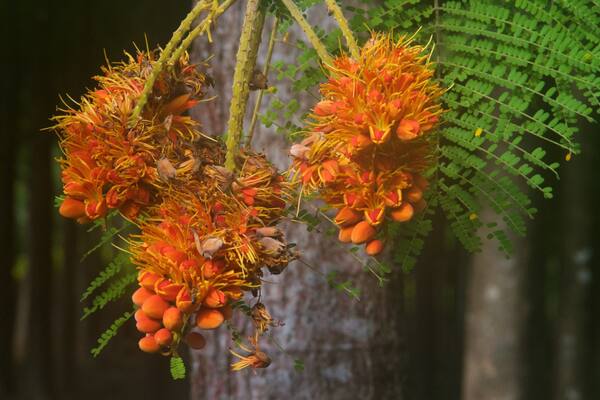 Na Aina Kai Botanical Gardens which includes wild flowers