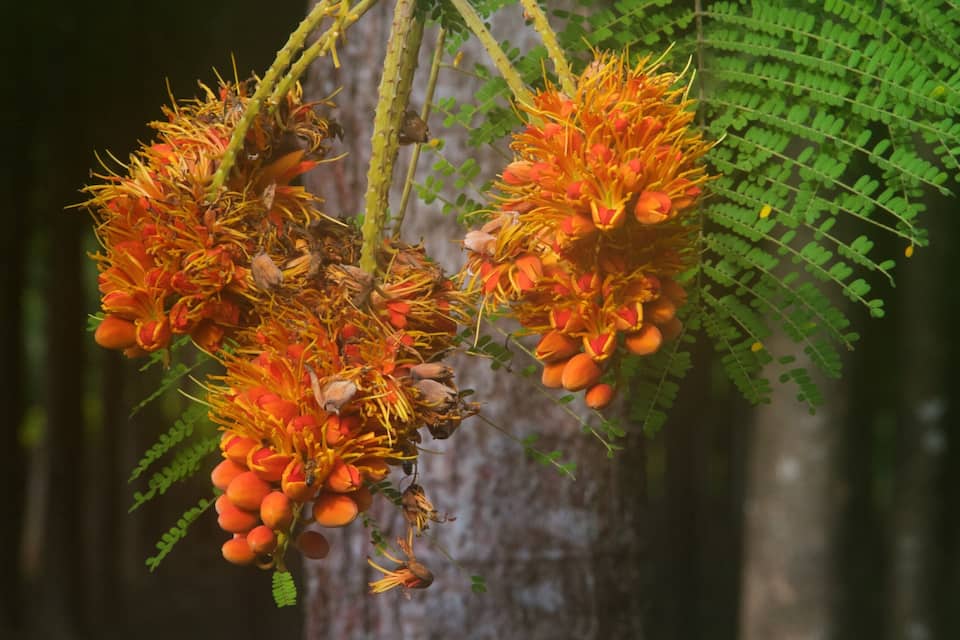 A tree with orange flowers and green leaves.