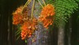 Un arbre aux fleurs oranges et aux feuilles vertes.