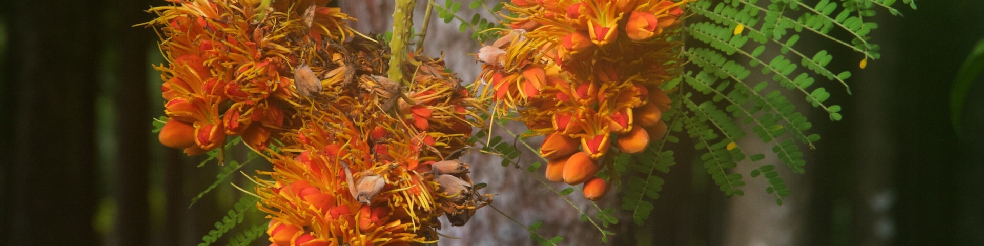 Uma árvore com flores laranjas e folhas verdes.