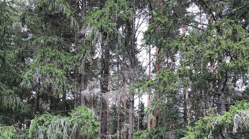 ะจะฐะปะฐั ะฝะฐ ะพะทะตัะต ะกะตะปะธะณะตั.
Hut on lake Seliger.