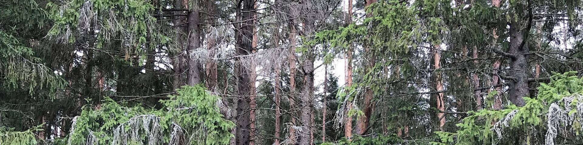 Шалаш на озере Селигер.
Hut on lake Seliger.